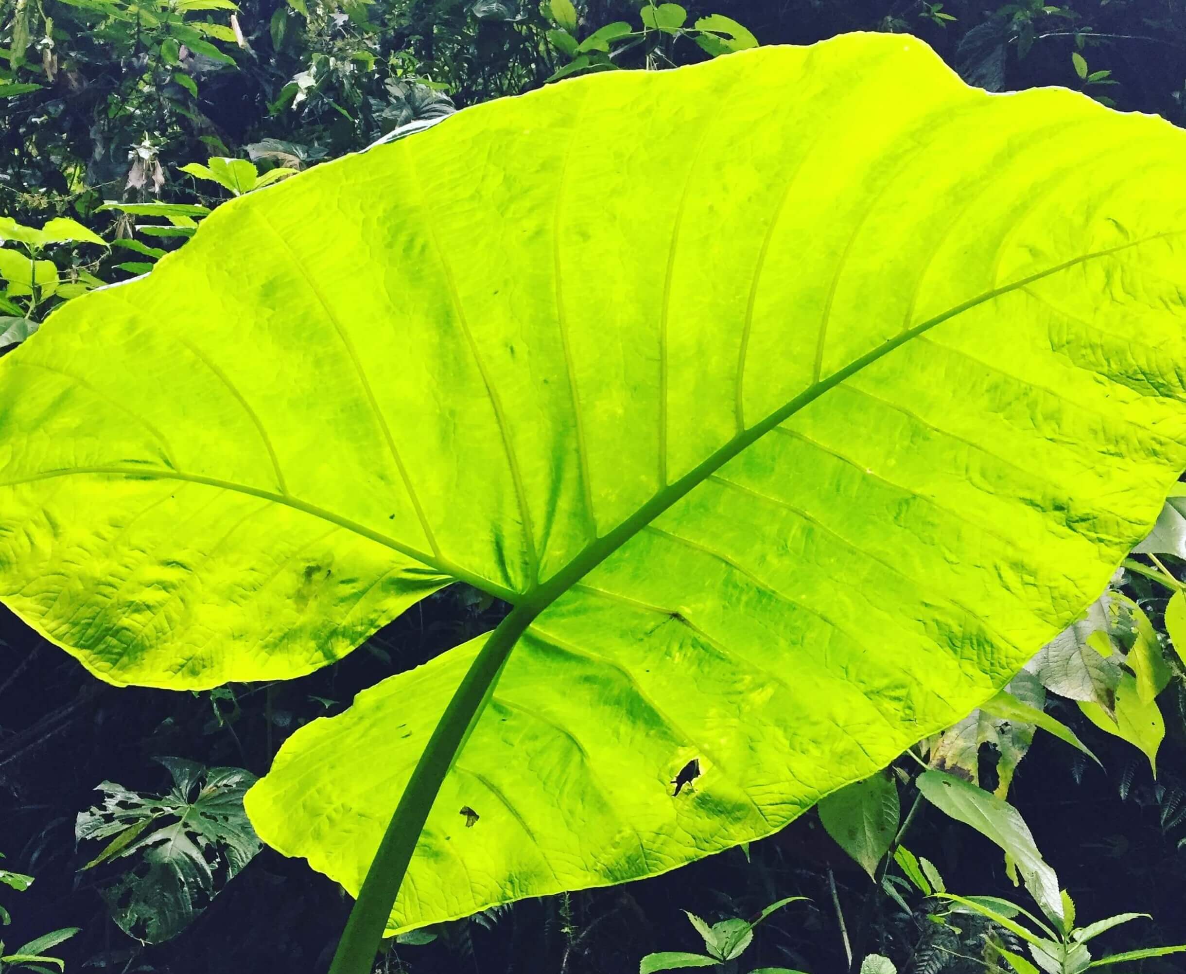 Cuyabeno Amazon Tour Ecuador – 6-Day Adventure