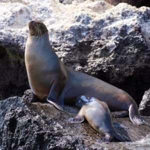 Galapagos Relax 8 Days Tour – Nature, Wildlife & Island Hopping Experience