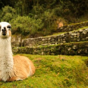 Salkantay Peru Inka Trail Private 7 Days Tour