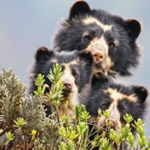 Ecuador Big Five 18 Days Tour – Complete Ecuador Highlights Experience