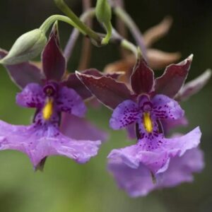 Ecuador cloud forest tour