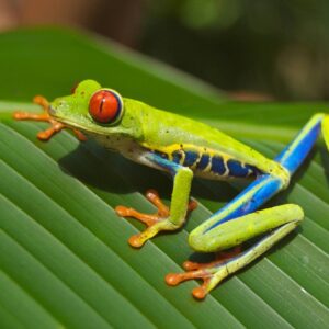 Best of Costa Rica 9 Days Tour
