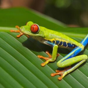 Best of Costa Rica 9 Days Tour