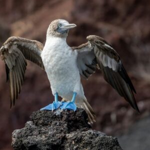 Galapagos Express 6 Days Island Hopping Tour