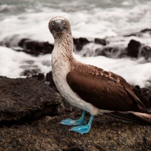 Galapagos Outdoor 9 Days Tour