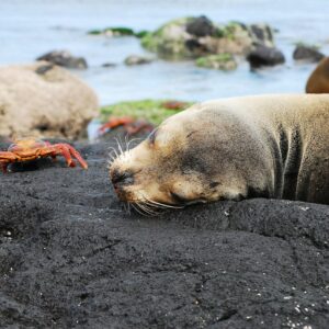 Galapagos Educational Tour – 10 Day Explorers Trip | Ecuador Galapagos Educational Tour – 10 Day Explorers Trip | Ecuador Galapagos Educational Tour – 10 Day Explorers Trip | Ecuador