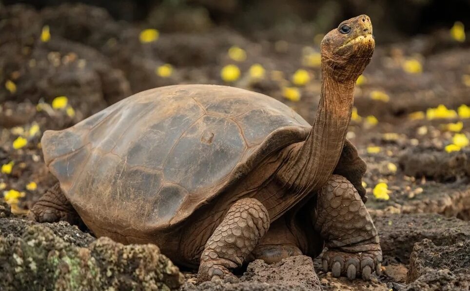 galapagos big five 9 days tour