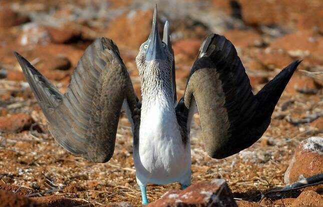 galapagos big five 9 days tour
